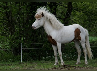 Caballos islandeses, Semental, 5 años, 140 cm, Tovero-todas las-capas