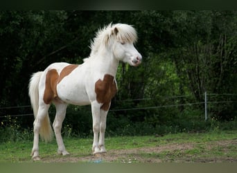 Caballos islandeses, Semental, 5 años, 140 cm, Tovero-todas las-capas