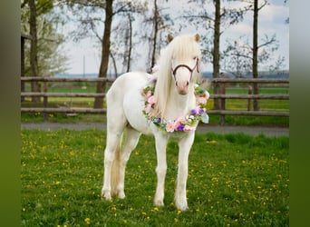 Caballos islandeses, Semental, 6 años, 145 cm, White/Blanco