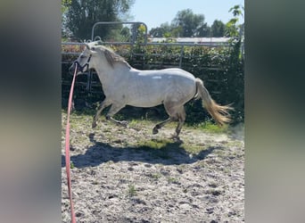Caballos islandeses, Yegua, 10 años, 135 cm, Tordo rodado