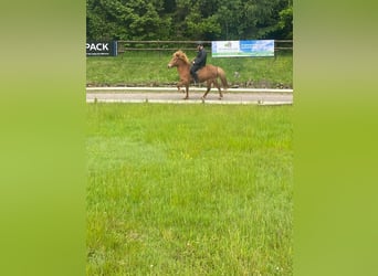 Caballos islandeses, Yegua, 10 años, 136 cm, Alazán