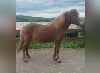 Caballos islandeses, Yegua, 10 años, 136 cm, Alazán