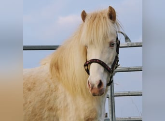 Caballos islandeses, Yegua, 10 años, 136 cm, Perlino