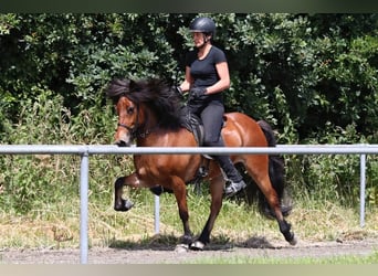 Caballos islandeses, Yegua, 10 años, 138 cm, Castaño rojizo