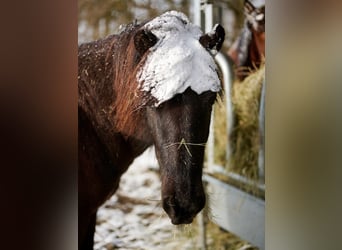 Caballos islandeses, Yegua, 10 años, 138 cm, Negro