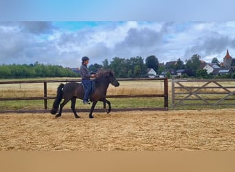 Caballos islandeses, Yegua, 10 años, 138 cm, Negro
