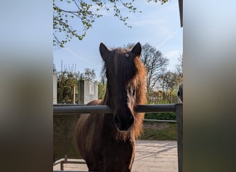 Caballos islandeses, Yegua, 10 años, 139 cm, Castaño oscuro