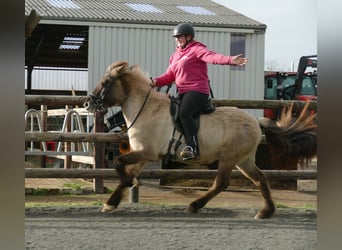 Caballos islandeses, Yegua, 10 años, 140 cm, Bayo