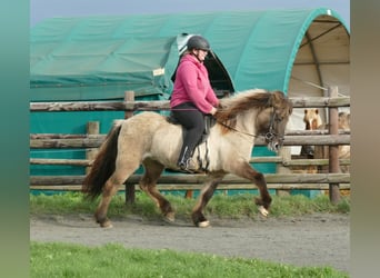 Caballos islandeses, Yegua, 10 años, 140 cm, Bayo