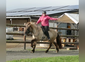 Caballos islandeses, Yegua, 10 años, 140 cm, Bayo