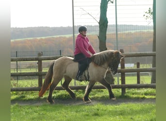 Caballos islandeses, Yegua, 10 años, 140 cm, Bayo