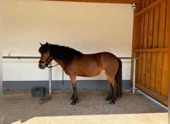 Caballos islandeses, Yegua, 10 años, 140 cm, Castaño rojizo