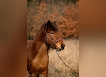 Caballos islandeses, Yegua, 10 años, 140 cm, Castaño rojizo