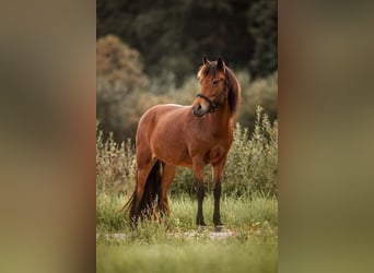 Caballos islandeses, Yegua, 10 años, 140 cm, Castaño rojizo