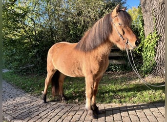 Caballos islandeses, Yegua, 10 años, 141 cm