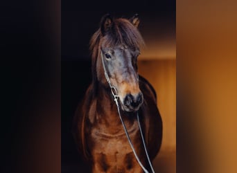 Caballos islandeses, Yegua, 10 años, 141 cm, Castaño