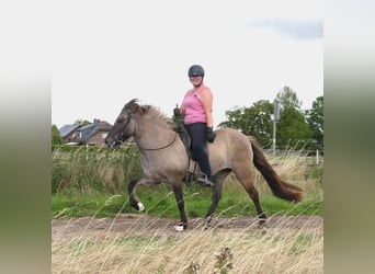 Caballos islandeses, Yegua, 10 años, 142 cm, Bayo