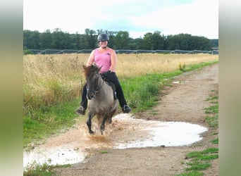 Caballos islandeses, Yegua, 10 años, 142 cm, Bayo
