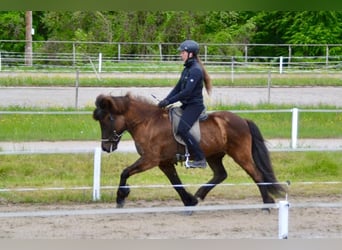 Caballos islandeses, Yegua, 10 años, 143 cm
