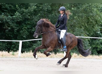 Caballos islandeses, Yegua, 10 años, 143 cm, Negro