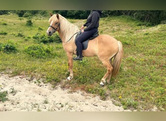 Caballos islandeses, Yegua, 10 años, 143 cm, Red Dun/Cervuno