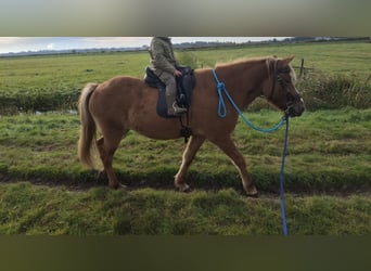 Caballos islandeses, Yegua, 10 años, 143 cm, Red Dun/Cervuno