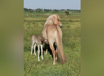 Caballos islandeses, Yegua, 10 años, 143 cm, Red Dun/Cervuno