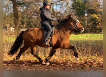 Caballos islandeses, Yegua, 10 años, 144 cm, Castaño