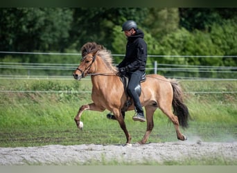 Caballos islandeses, Yegua, 10 años, 144 cm, Castaño claro