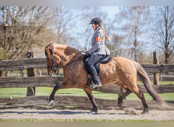 Caballos islandeses, Yegua, 10 años, 144 cm, Castaño claro