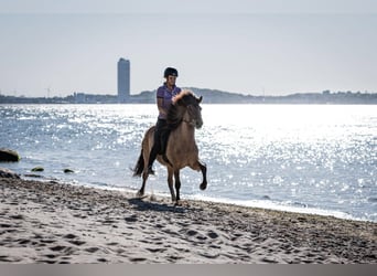 Caballos islandeses, Yegua, 10 años, 144 cm, Castaño claro