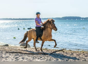 Caballos islandeses, Yegua, 10 años, 144 cm, Castaño claro