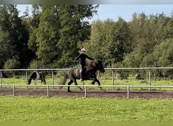 Caballos islandeses, Yegua, 10 años, 144 cm, Negro