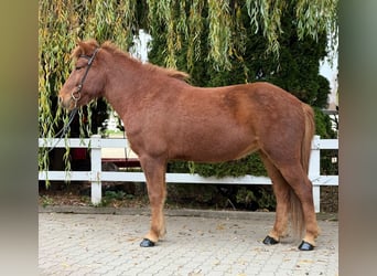 Caballos islandeses, Yegua, 10 años, 145 cm, Alazán