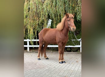 Caballos islandeses, Yegua, 10 años, 145 cm, Alazán