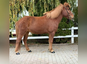 Caballos islandeses, Yegua, 10 años, 145 cm, Alazán