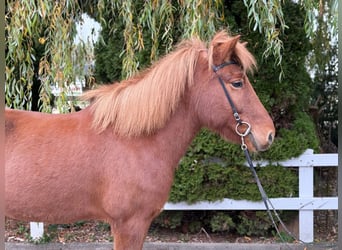 Caballos islandeses, Yegua, 10 años, 145 cm, Alazán