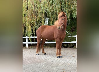 Caballos islandeses, Yegua, 10 años, 145 cm, Alazán