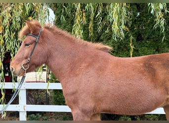 Caballos islandeses, Yegua, 10 años, 145 cm, Alazán