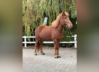 Caballos islandeses, Yegua, 10 años, 145 cm, Alazán