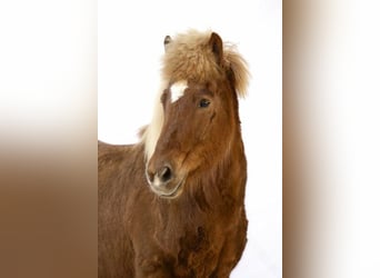 Caballos islandeses, Yegua, 10 años, 147 cm, Alazán