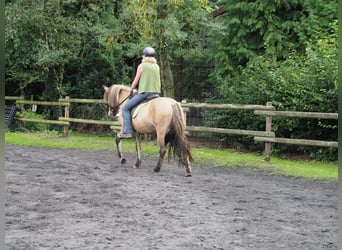 Caballos islandeses, Yegua, 10 años, Bayo