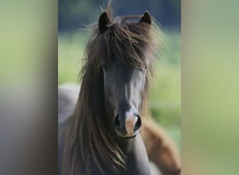 Caballos islandeses, Yegua, 10 años, Negro