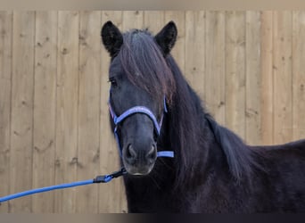 Caballos islandeses, Yegua, 10 años, Negro