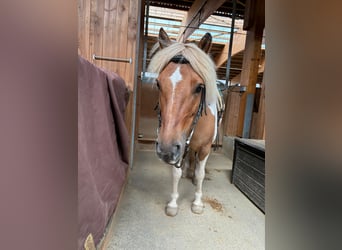 Caballos islandeses Mestizo, Yegua, 11 años, 121 cm, Pío