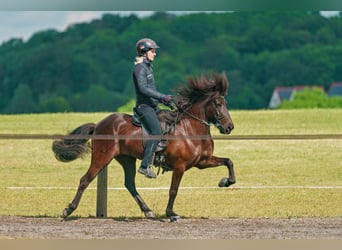 Caballos islandeses, Yegua, 11 años, 133 cm, Negro