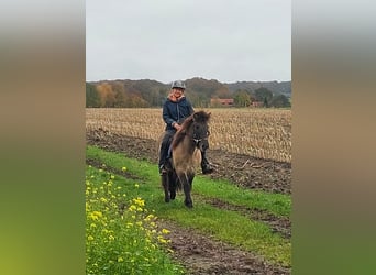 Caballos islandeses, Yegua, 11 años, 138 cm, Bayo