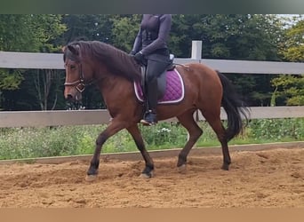 Caballos islandeses, Yegua, 11 años, 138 cm, Castaño