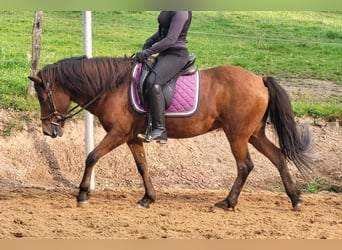 Caballos islandeses, Yegua, 11 años, 138 cm, Castaño