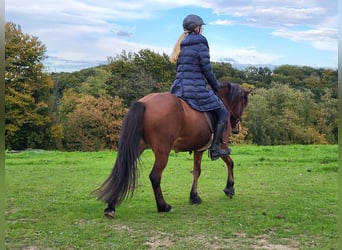 Caballos islandeses, Yegua, 11 años, 138 cm, Castaño